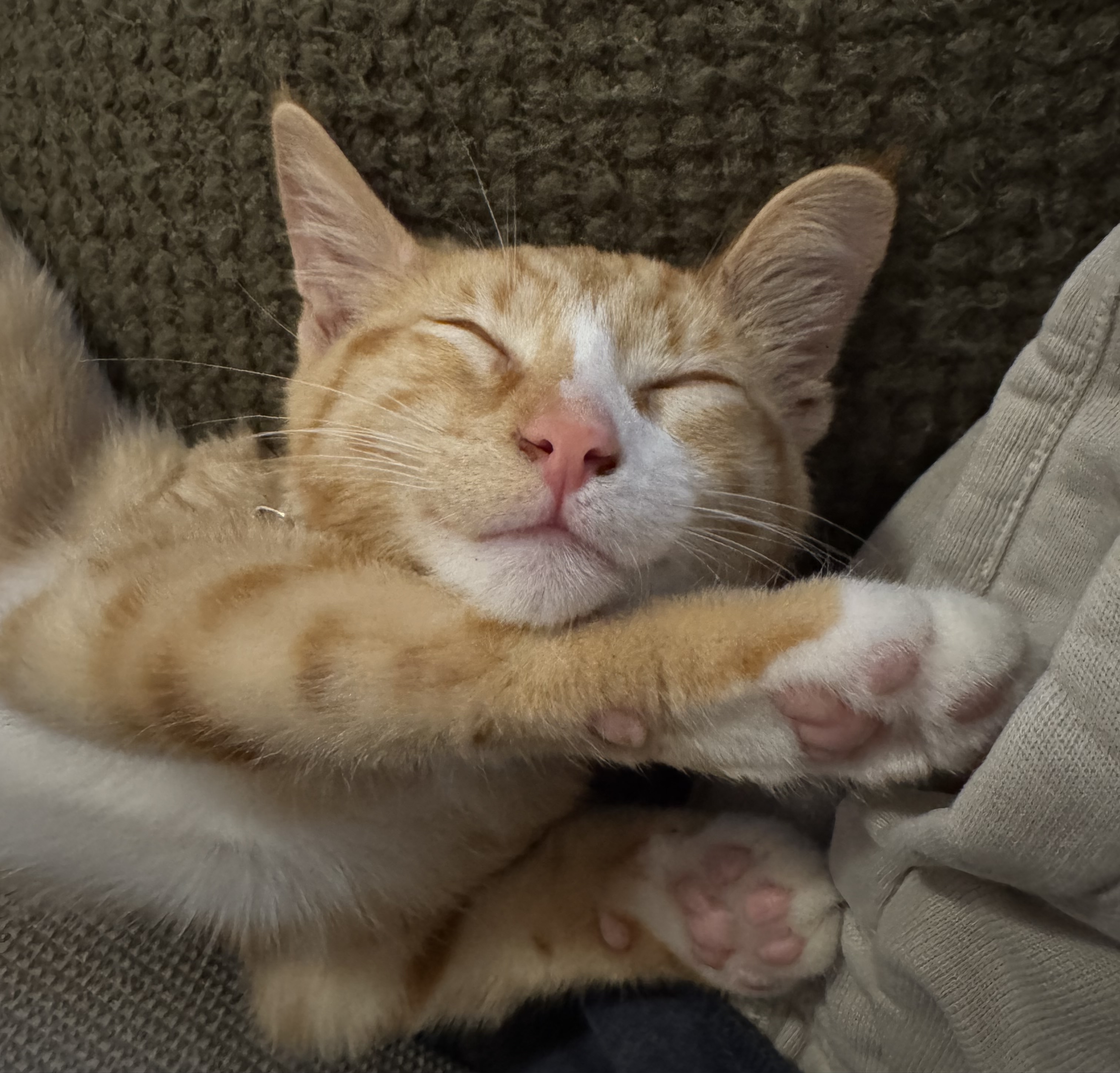 Peanut