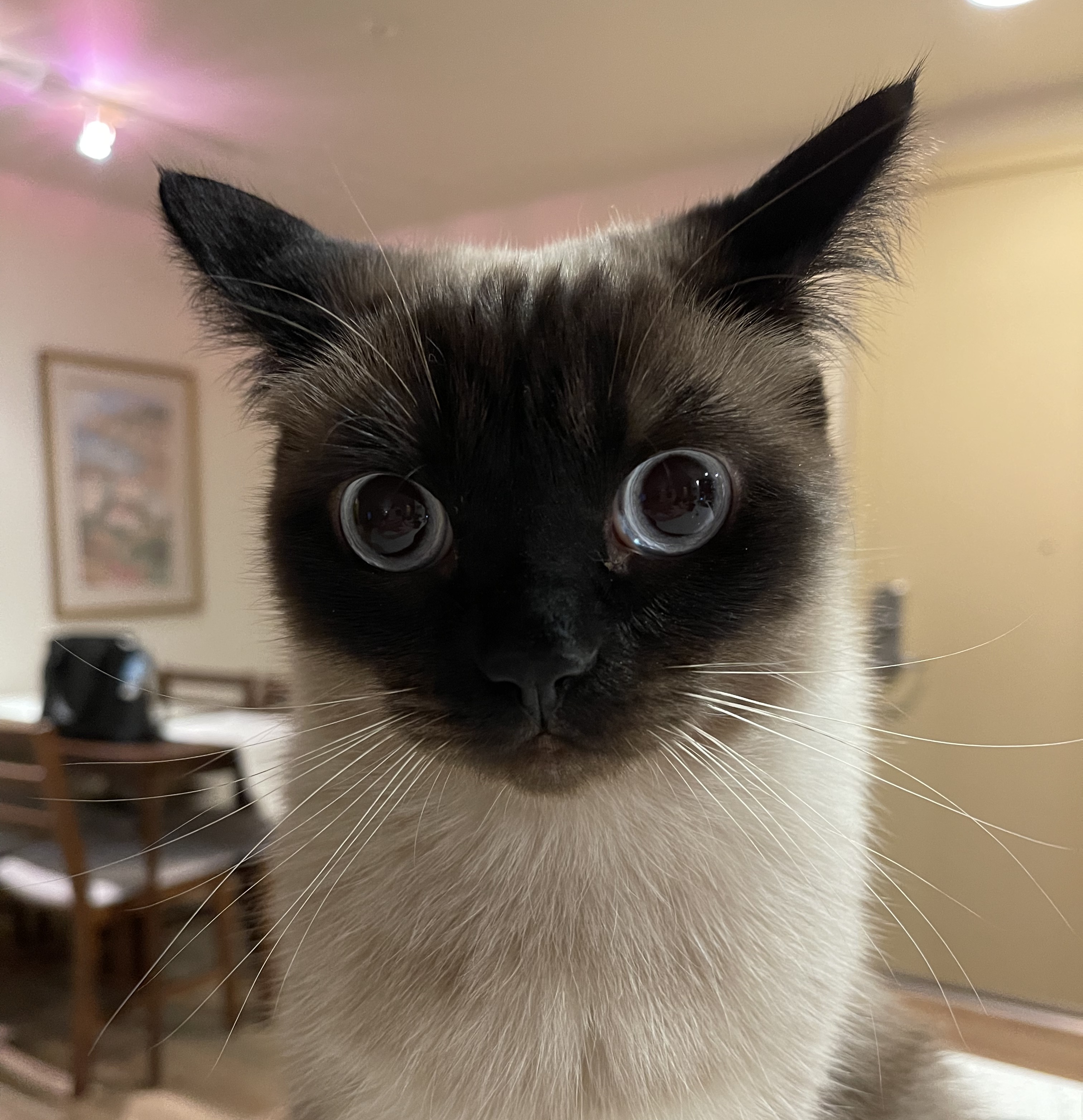 Pepper